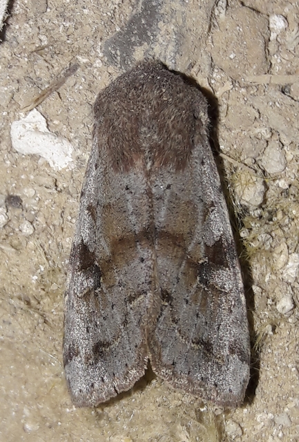 Orthosia incerta - változékony barkabagoly