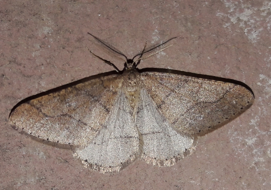 Agriopis marginaria - sárgás téliaraszoló