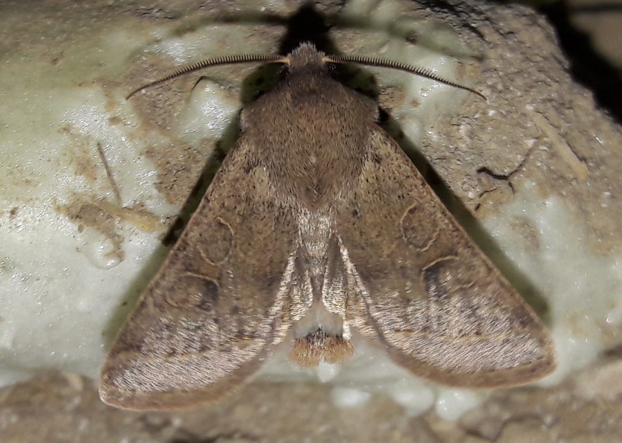 Orthosia cerasi - közepes barkabagoly