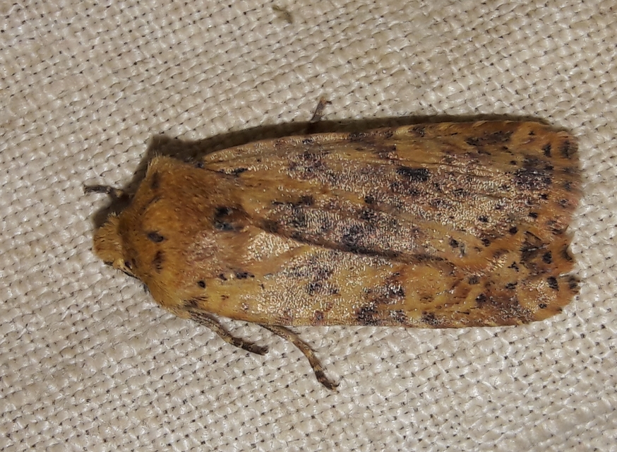 Conistra rubiginea - vörös őszibagoly