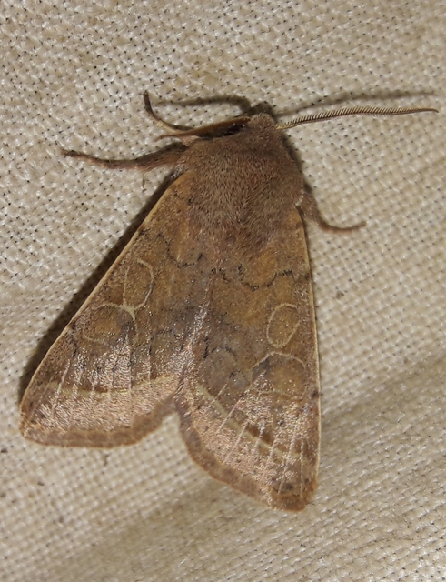 Orthosia cerasi - közepes barkabagoly