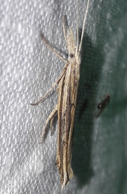Ypsolopha mucronella - kecskerágómoly