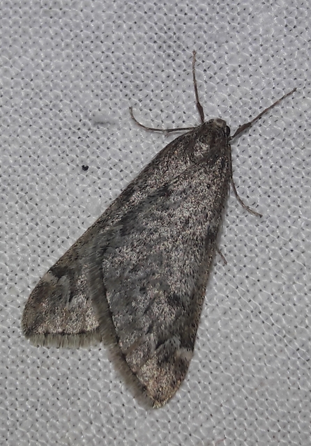 Alsophila aescularia - vadgesztenye-araszoló