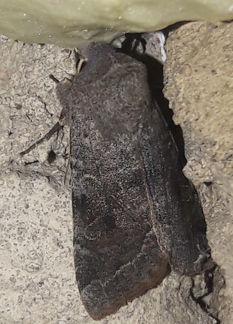 Orthosia incerta - változékony barkabagoly