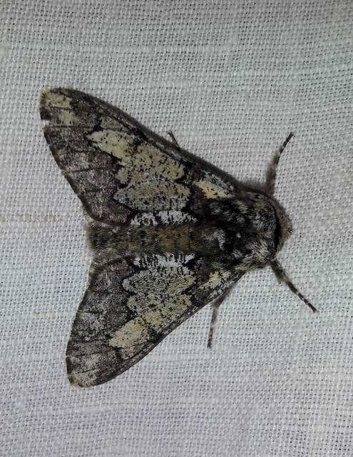 Biston strataria - barnapettyes araszoló