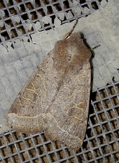 Orthosia cerasi - közepes barkabagoly