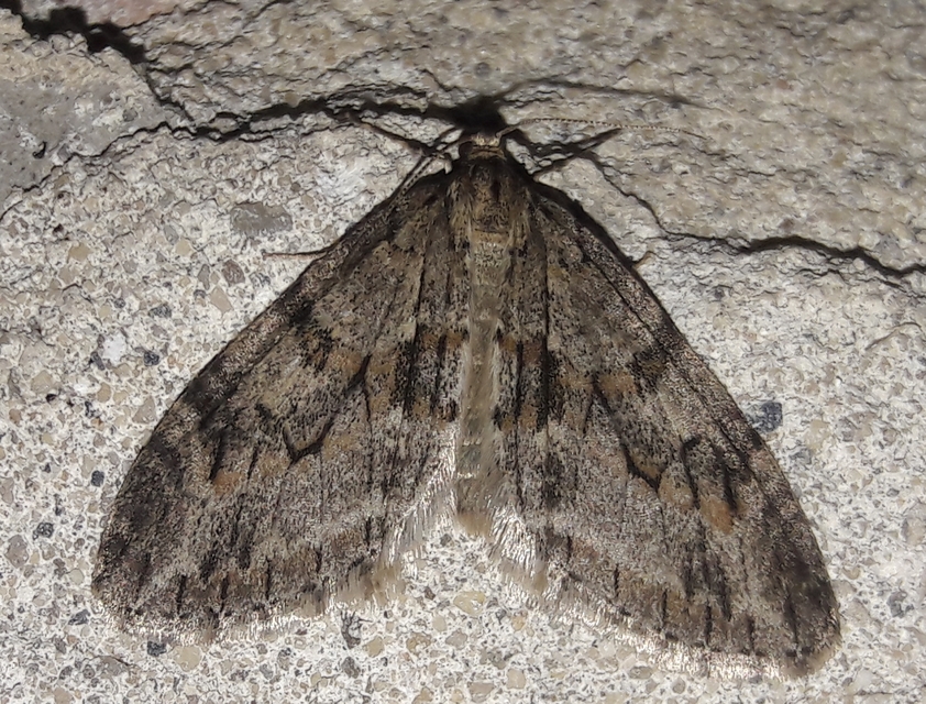 Trichopteryx polycommata - kőrisfa-lebenyesaraszoló