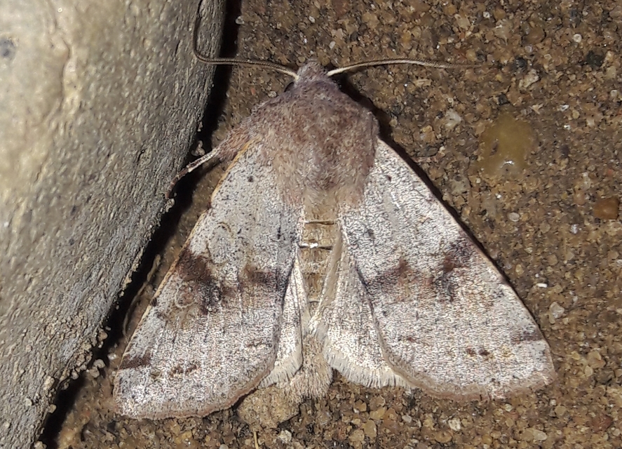 Orthosia incerta - változékony barkabagoly