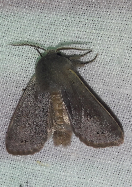 Orthosia populeti - nyárfa-barkabagoly