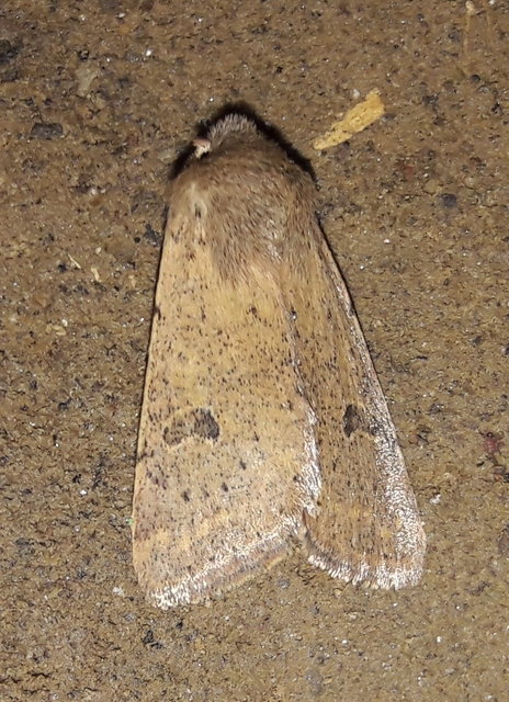 Orthosia cruda - kis barkabagoly