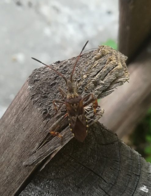 Leptoglossus occidentalis - nyugati levéllábú poloska Leptoglossus occidentalis - nyugati levéllábú poloska