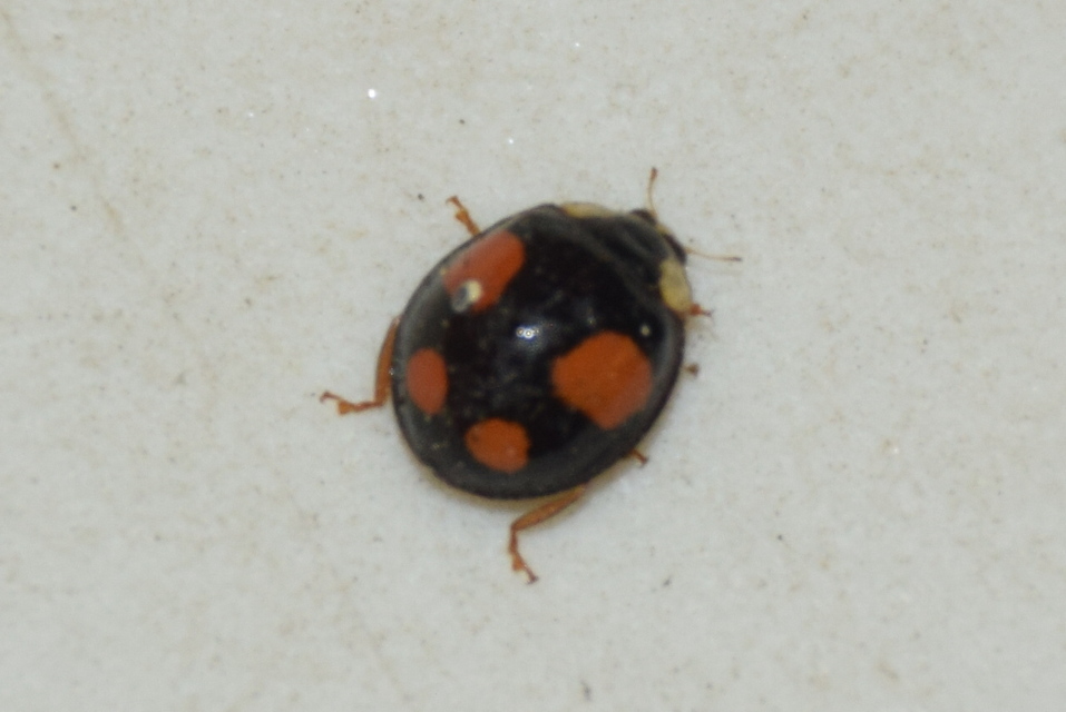 Harmonia axyridis - harlekinkatica