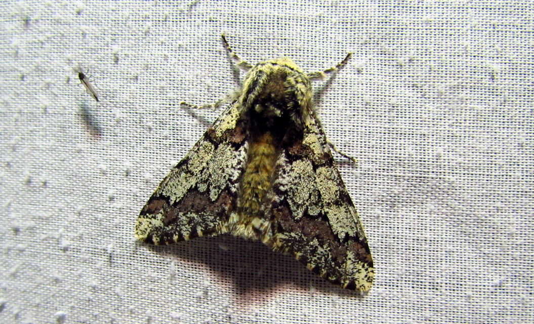 Biston strataria - barnapettyes araszoló
