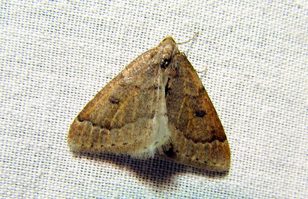 Theria rupicapraria - tavaszi kökényaraszoló