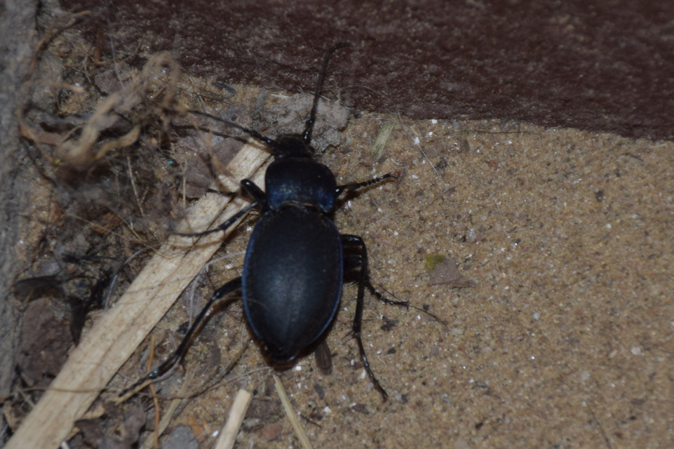 Carabus convexus - selymes futrinka