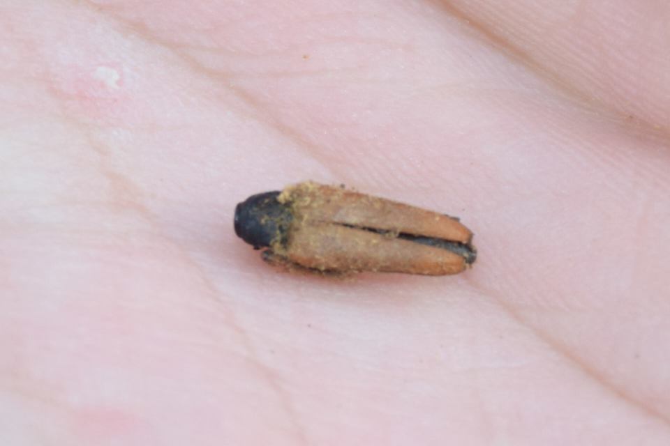 Stictoleptura rubra - vörös virágcincér