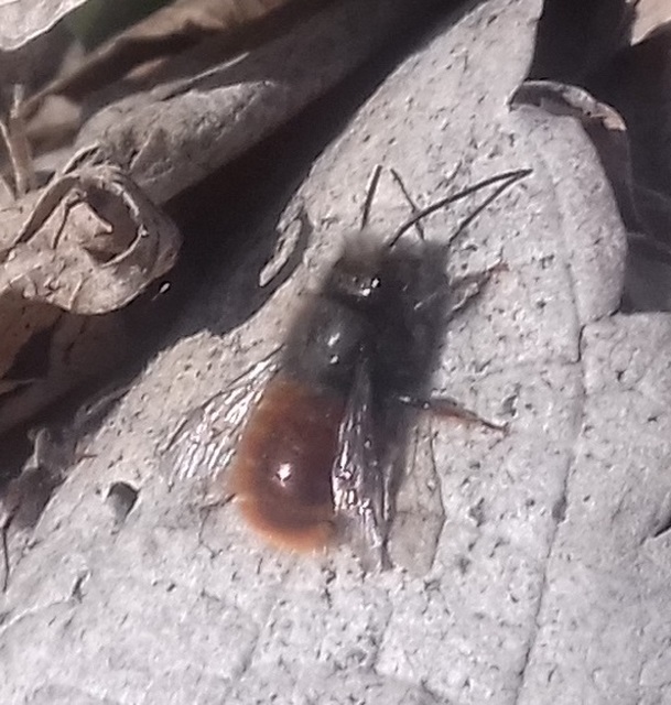 Osmia cornuta - szarvas faliméh