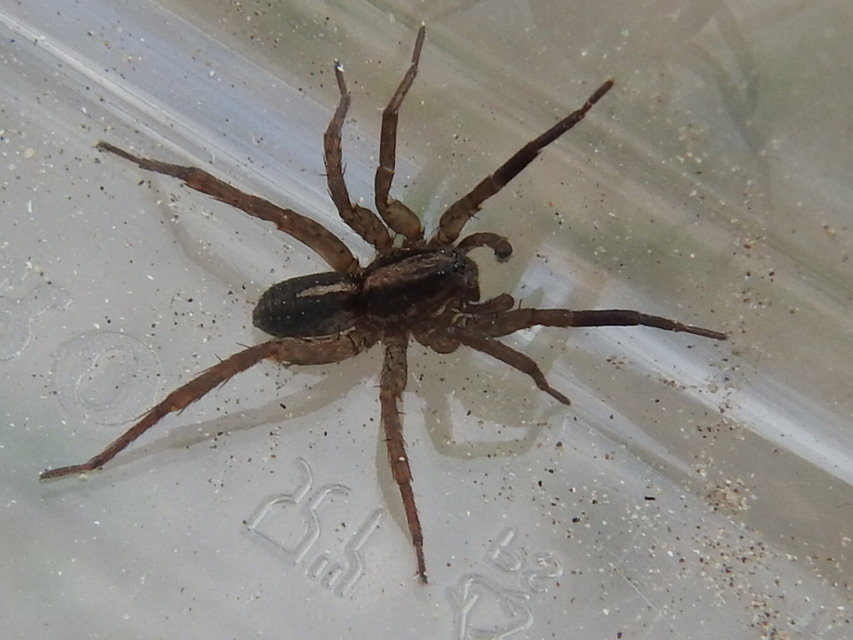 Trochosa