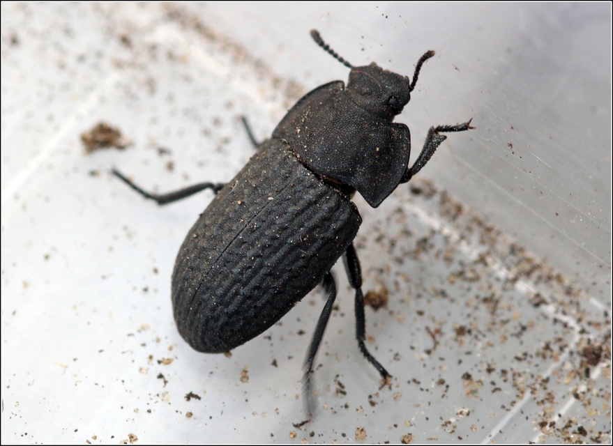 Opatrum sabulosum - sároshátú gyászbogár