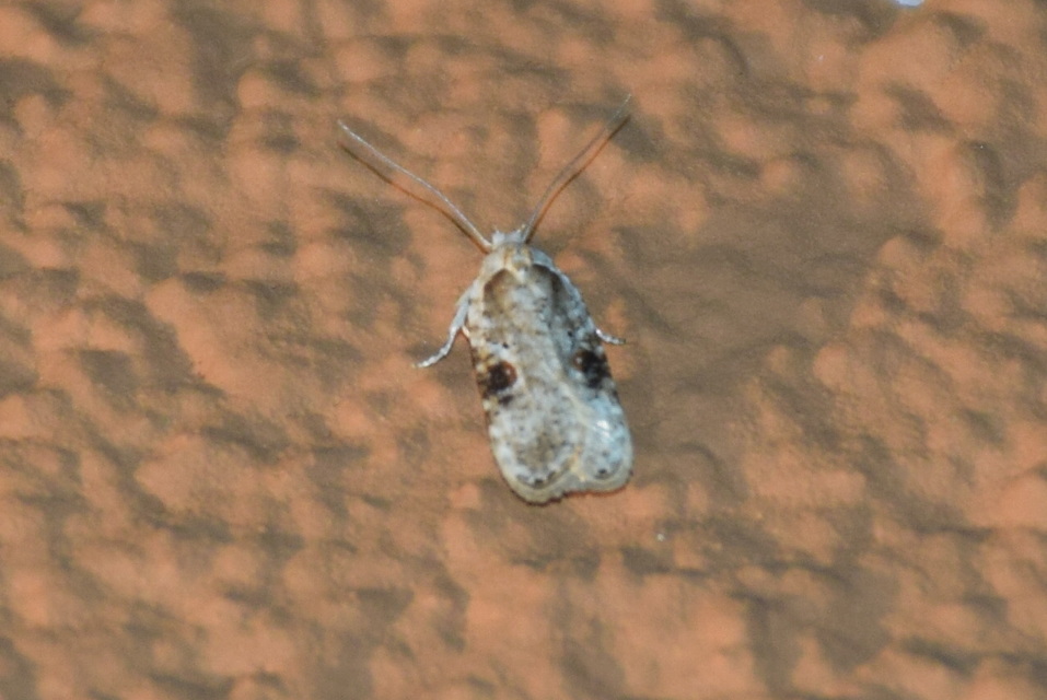 Agonopterix alstromeriana - bürök-laposmoly