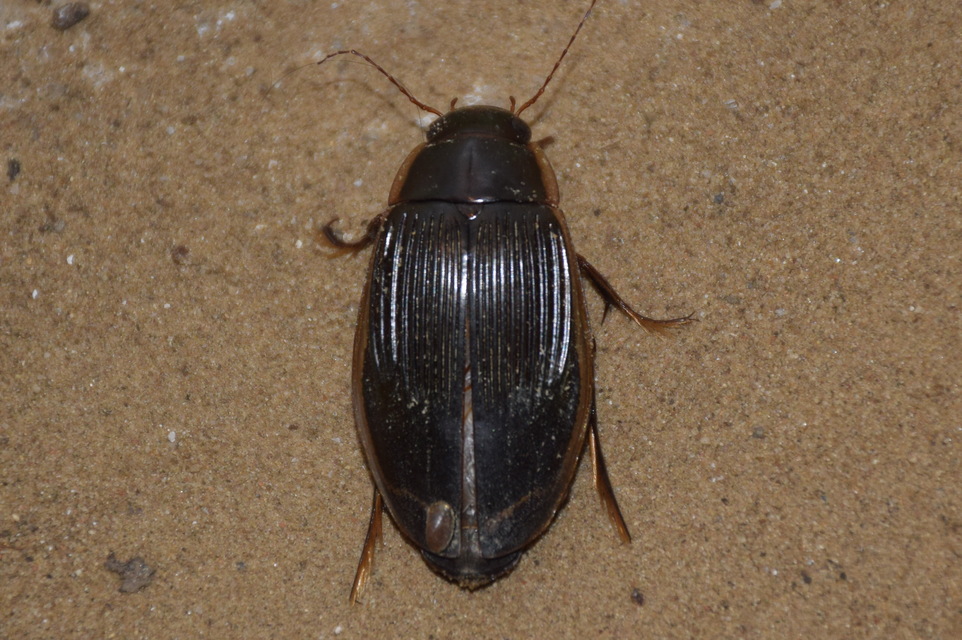 Dytiscus dimidiatus - tompacsípős csíkbogár