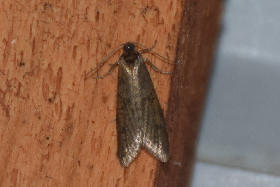 Tortricodes alternella - tavaszi sodrómoly