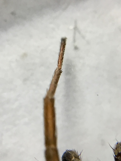Alopecosa striatipes