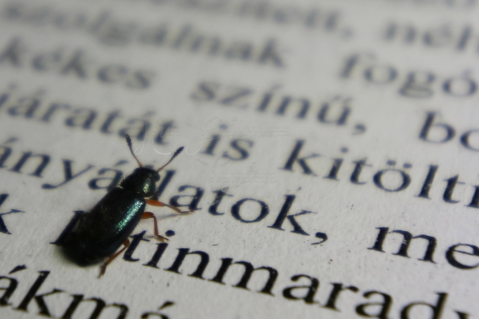 Necrobia rufipes - vöröslábú hullabogár