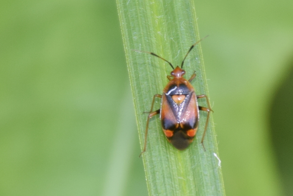 Deraeocoris ruber - vöröses mezeipoloska