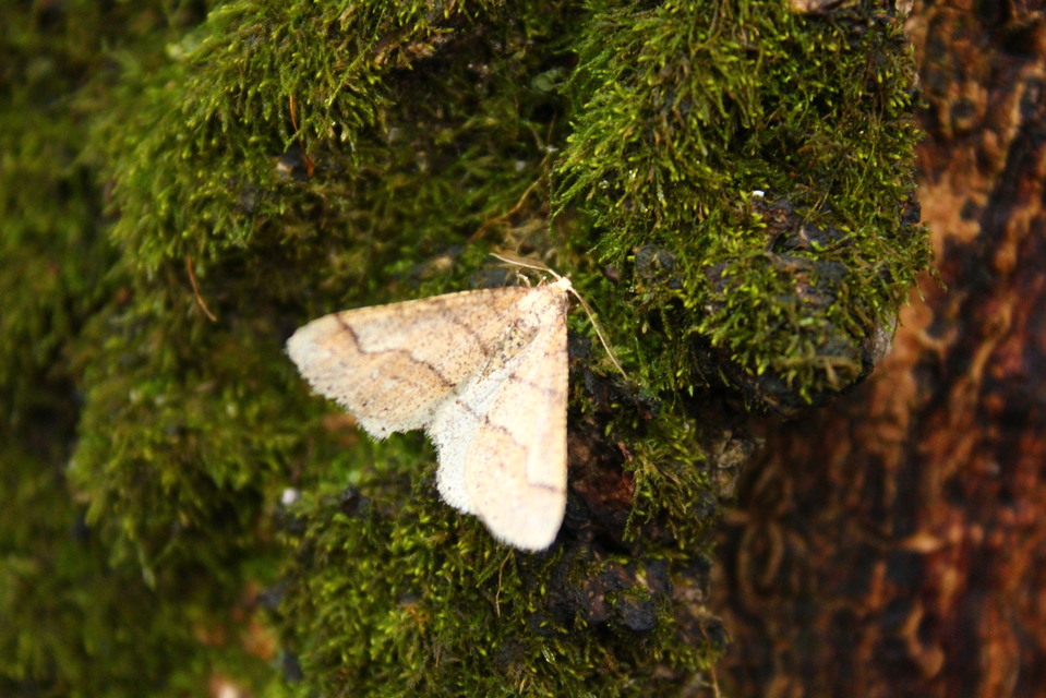 Agriopis marginaria - sárgás téliaraszoló