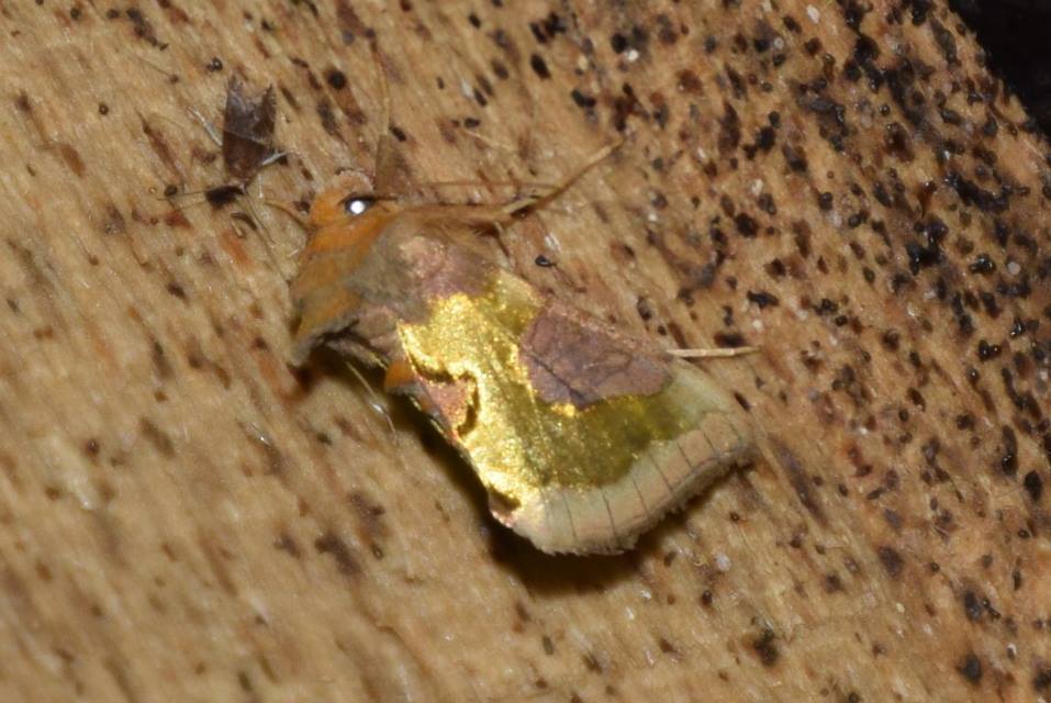 Ancylis comptana - szamóca-horgasmoly