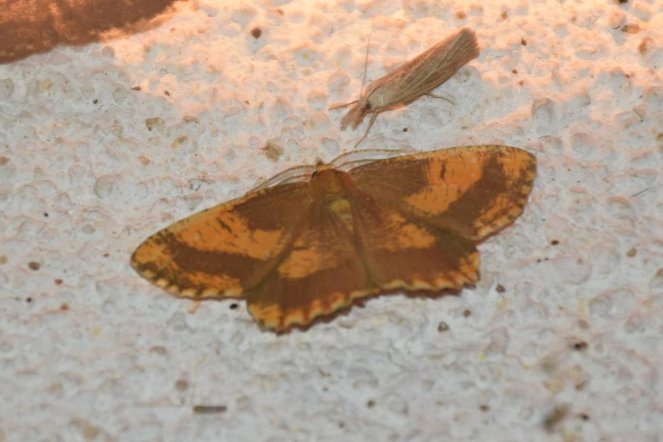Pediasia luteella - agyagsárga fűgyökérmoly