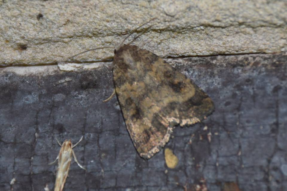 Pyroderces argyrogrammos - ezüstmintás tündérmoly