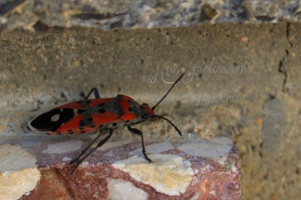 Lygaeus equestris/simulans
