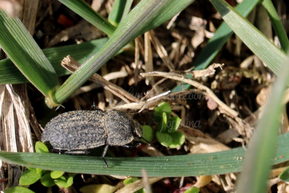 Opatrum sabulosum - sároshátú gyászbogár