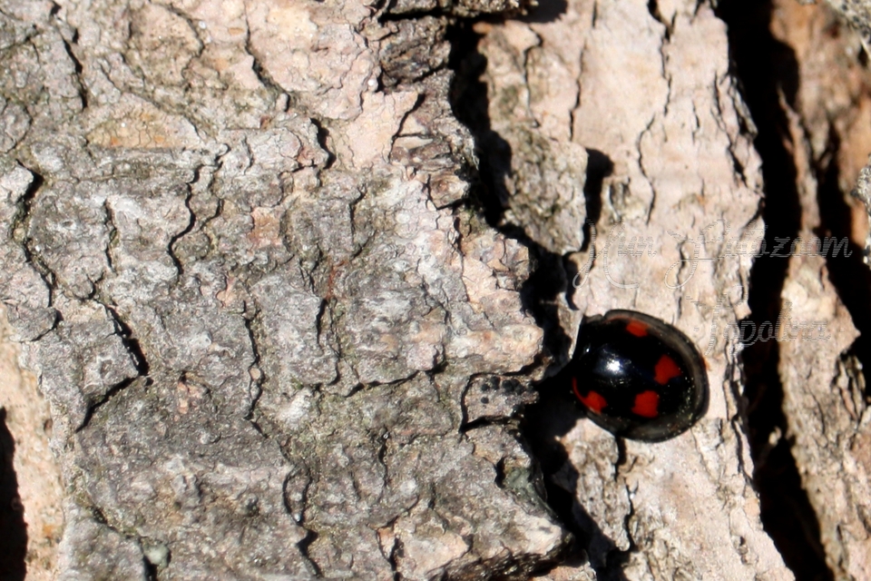 Exochomus quadripustulatus - négyfoltos szerecsenkata