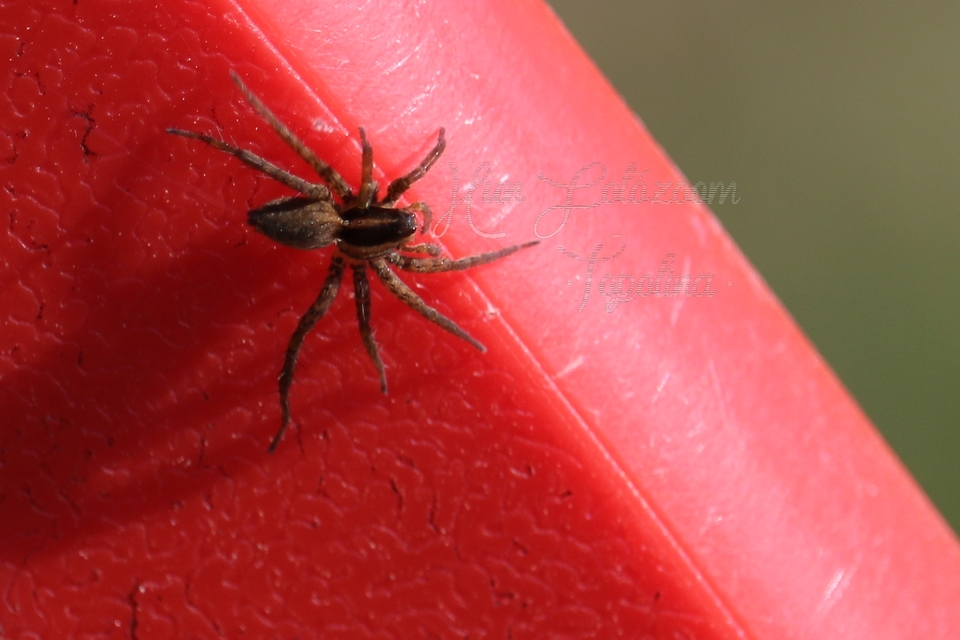 Pardosa