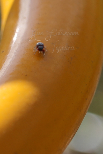 Ballus rufipes