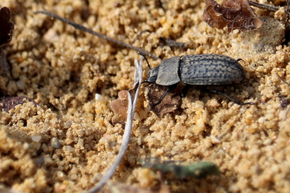 Opatrum sabulosum - sároshátú gyászbogár