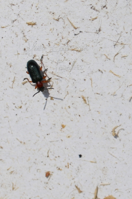 Oulema melanopus/duftschmidi