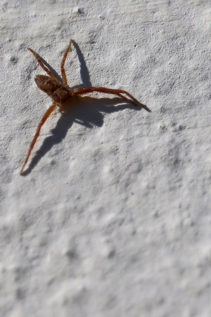 Philodromus