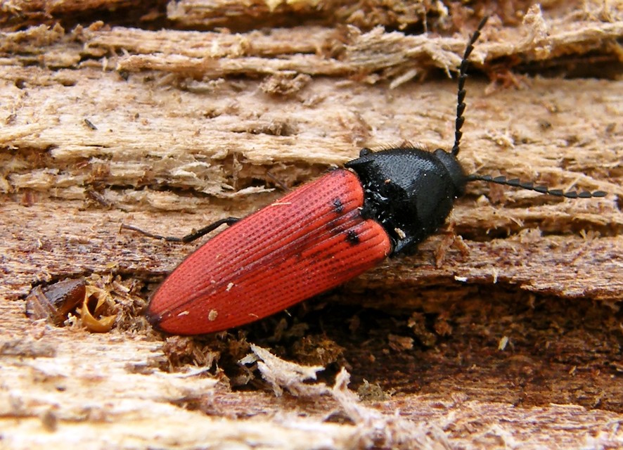 Ampedus