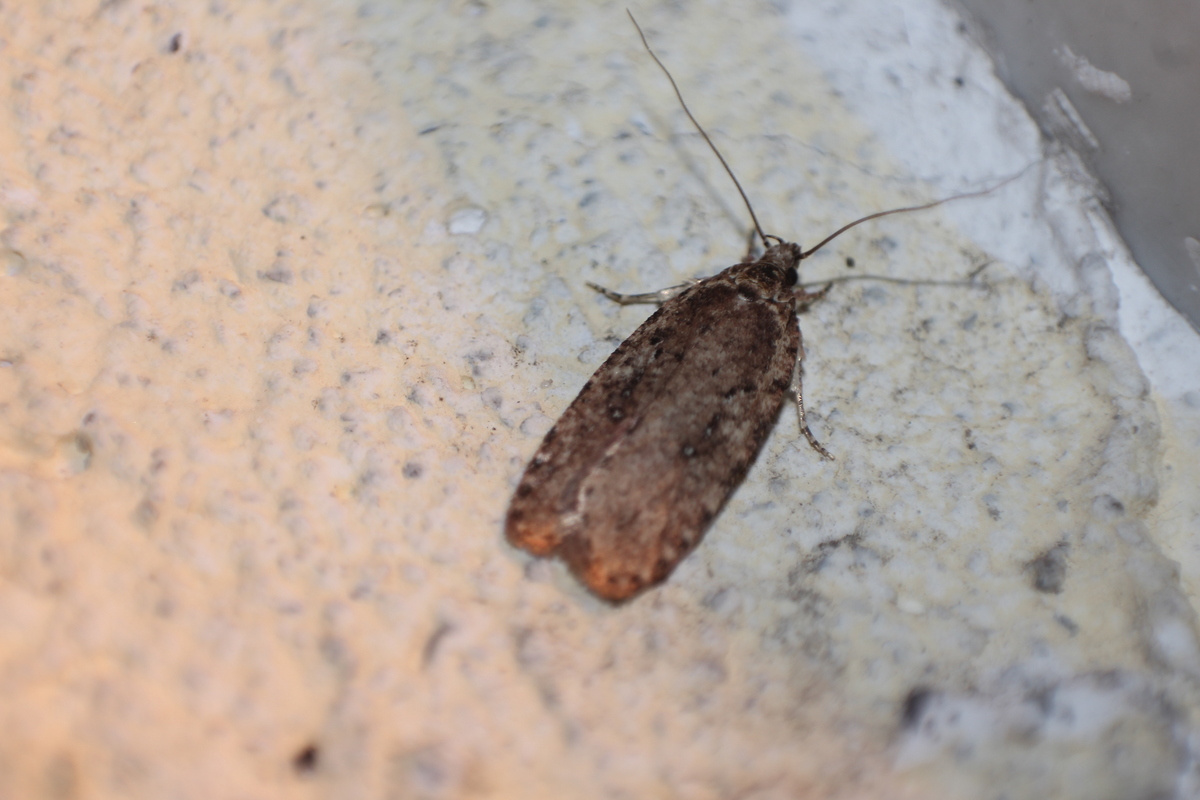 Agonopterix ciliella - nagy laposmoly