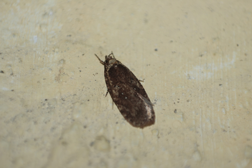 Agonopterix ciliella/heracliana