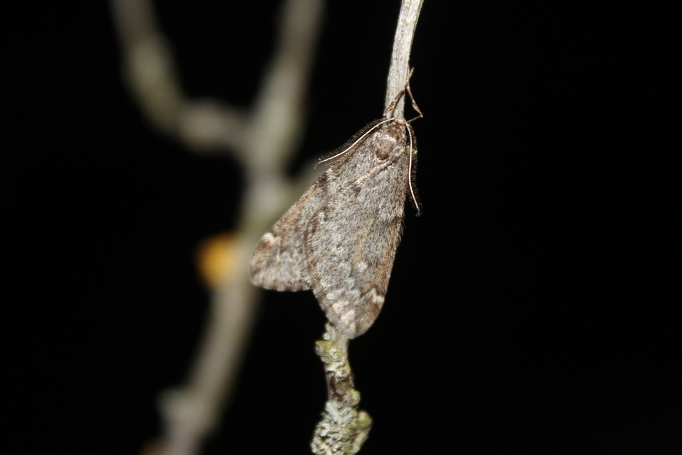 Alsophila aescularia - vadgesztenye-araszoló