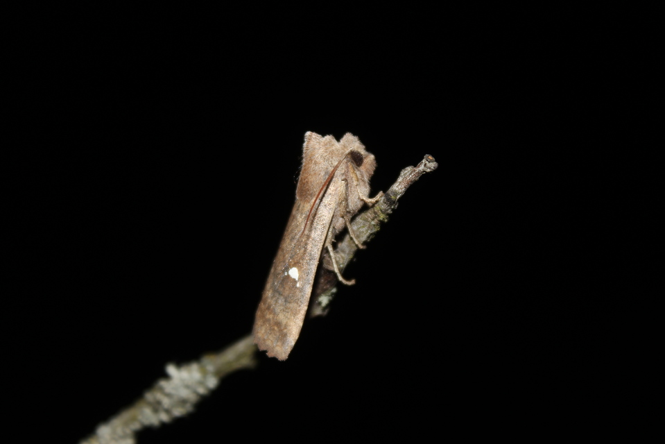 Eupsilia transversa - holdacskás télibagoly