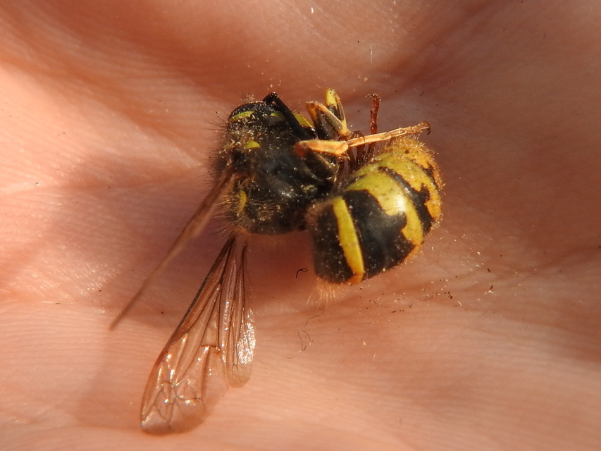 Vespula vulgaris - kecskedarázs