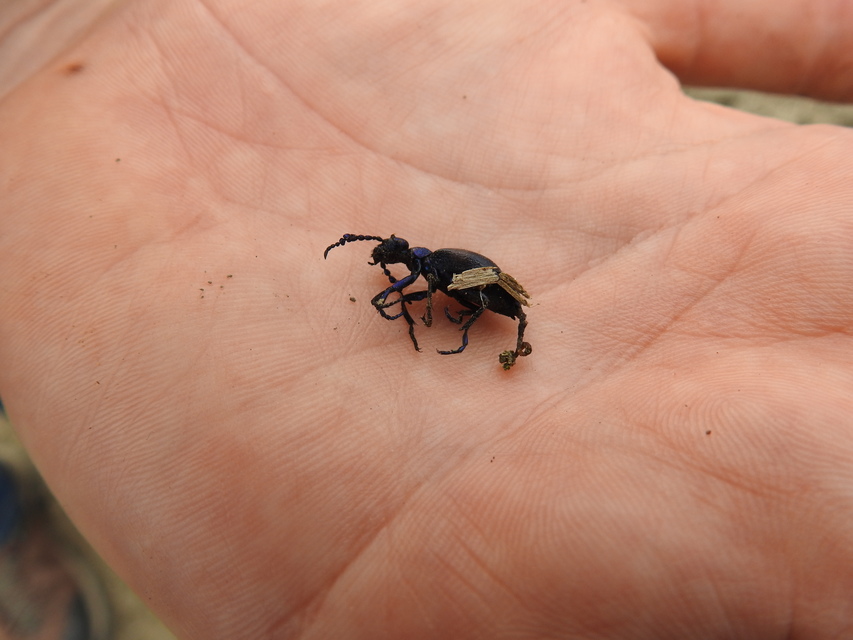 Meloe proscarabaeus - közönséges nünüke