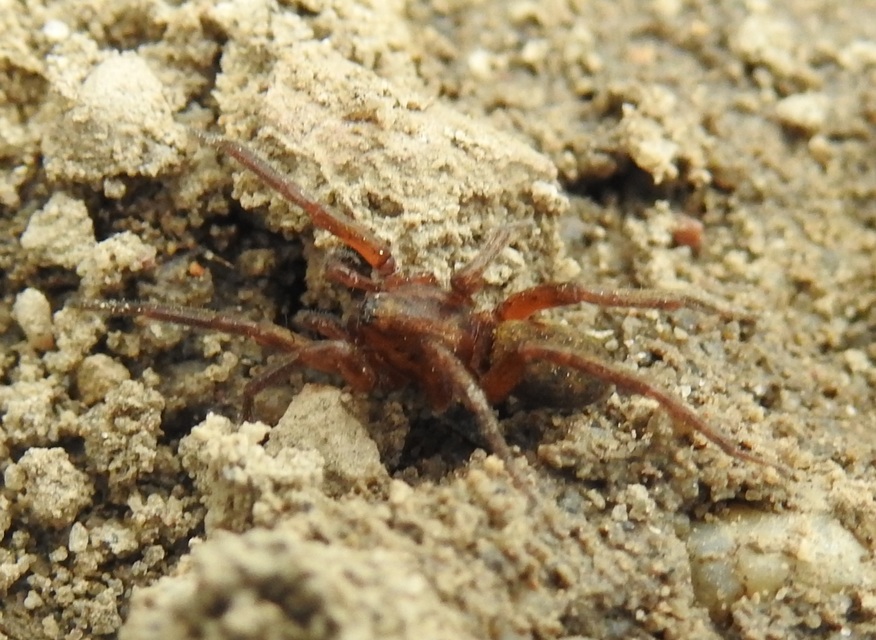 Agroeca brunnea - barna avarpók