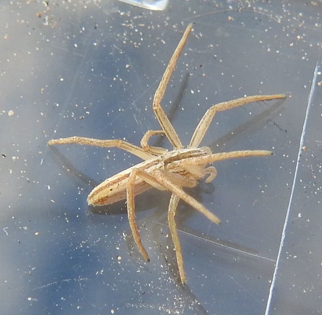 Tibellus